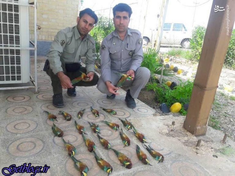 تصویر ، قتل عام زنبورخوارها در دزفول